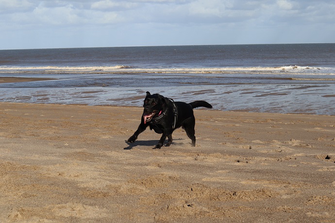 A dog on Chapel St Leonards Beach